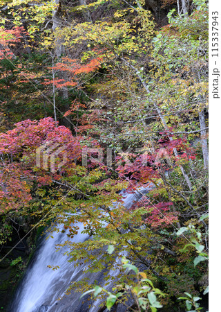 恵庭渓谷の紅葉 恵庭渓谷の紅葉 115337943