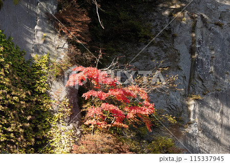 恵庭渓谷の紅葉 115337945
