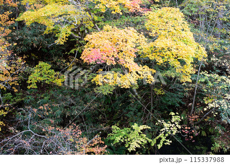 恵庭渓谷の紅葉 恵庭渓谷の紅葉 115337988