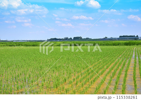 田植え後の水田　地元景観　田園風景　さいたま市 115338261