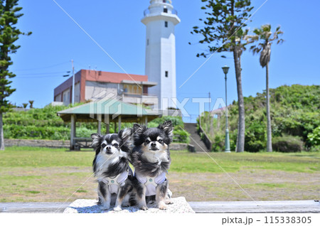 灯台と2匹の仲良しチワワ 野島崎灯台(千葉県・房総半島) 灯台と2匹の仲良しチワワ 野島崎灯台(千葉県・房総半島) 115338305