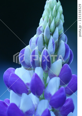 ルピナス 115338329