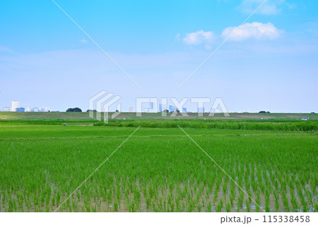 田植え後の水田 地元景観 田園風景 さいたま新都心方面 田植え後の水田 地元景観 田園風景 さいたま新都心方面 115338458