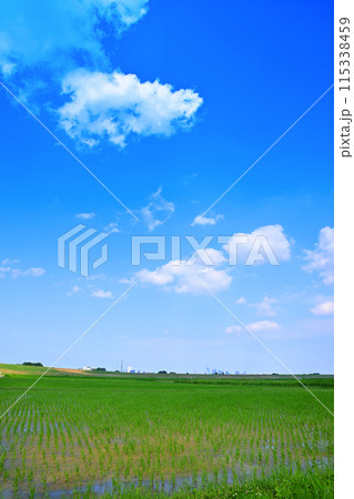 田植え後の水田 地元景観 田園風景 さいたま新都心方面 田植え後の水田 地元景観 田園風景 さいたま新都心方面 115338459