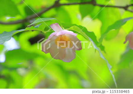 夏蝋梅(ナツロウバイ)の花 夏蝋梅(ナツロウバイ)の花 115338465