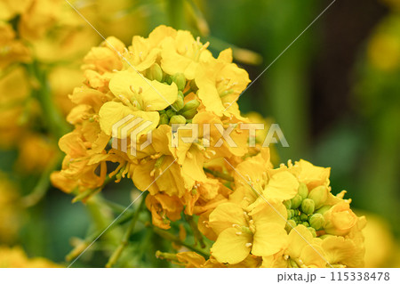 菜の花のクローズアップ 115338478