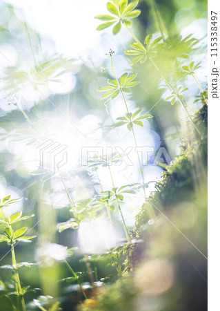 森の散歩道（奥大山） 115338497