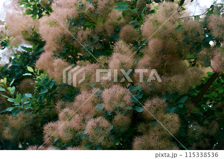 Lush Smoke Tree Blooms in Natural Setting 115338536