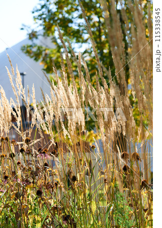 Golden Pampas Grass Bathed in Sunlight with Modern Home Background Golden Pampas Grass Bathed in Sunlight with Modern Home Background 115338545