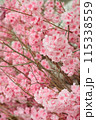Vibrant Pink Cherry Blossoms in Full Bloom for Spring Season 115338559