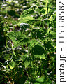 Sunlit Nettle Leaves in Lush Green Forest Undergrowth 115338582