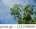 Fresh Green Apples Hanging on Tree Against Blue Sky 115338606