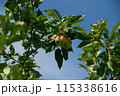 Ripe Apple Hanging on a Tree Branch Under Blue Sky 115338616