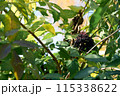 Vibrant Elderberry Cluster Amidst Lush Foliage in Sunlight 115338622