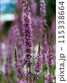 Vibrant Purple Loosestrife Wildflowers in Natural Setting 115338664