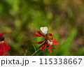 Vibrant Butterfly Perched on Vivid Red Flower in Blossom 115338667