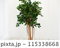 Indoor Greenery: Ficus Tree in a Modern White Room 115338668