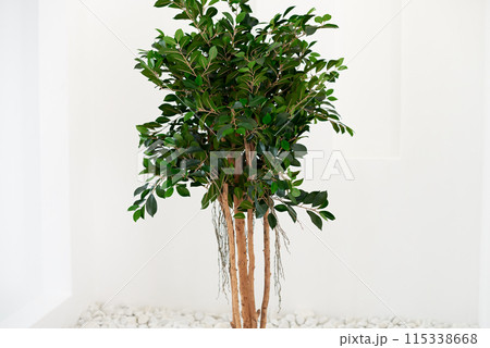 Indoor Greenery: Ficus Tree in a Modern White Room 115338668