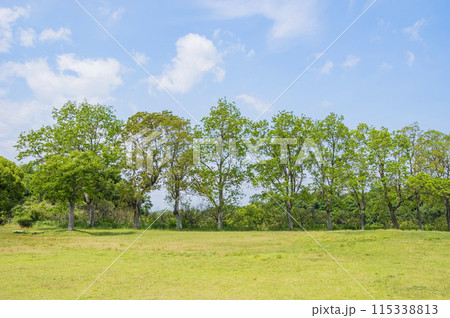 爽やかな草原の木々と青空 爽やかな草原の木々と青空 115338813