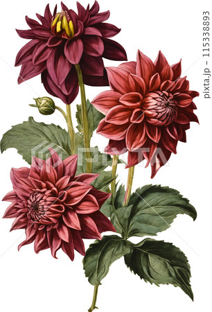 ダリアのヴィンテージイラスト ダリアのヴィンテージイラスト 115338893