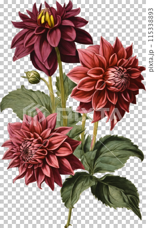 ダリアのヴィンテージイラスト ダリアのヴィンテージイラスト 115338893