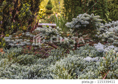 Landscaping of various conifers, trees and shrubs in the park. Photo Landscaping of various conifers, trees and shrubs in the park. Photo 115339411