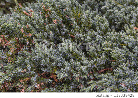 Landscaping of various conifers, trees and shrubs in the park. Photo 115339429