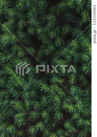 Landscaping of various conifers, trees and shrubs in the park. Photo 115339461