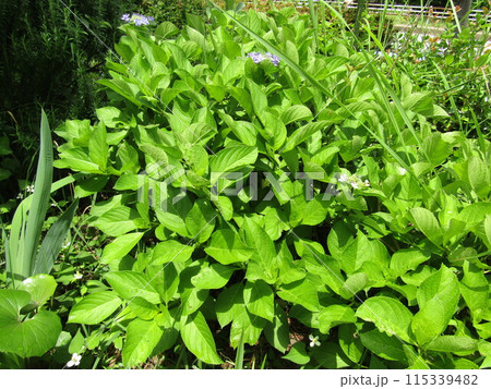 梅雨前に奇麗に咲いた  紫陽花よ 115339482
