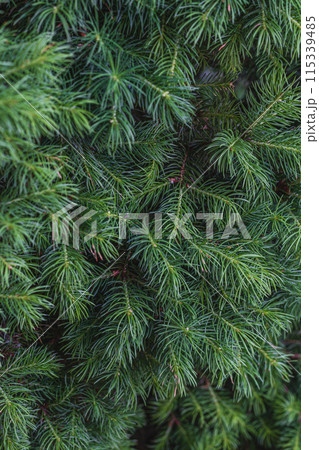 Landscaping of various conifers, trees and shrubs in the park. Photo Landscaping of various conifers, trees and shrubs in the park. Photo 115339485