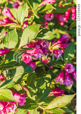 Flowers, Plant, and conifers Tree Abstract Detail 115339489
