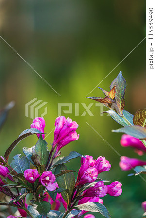 Flowers, Plant, and conifers Tree Abstract Detail 115339490
