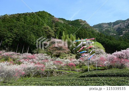 四国仁淀川久喜の花桃 四国仁淀川久喜の花桃 115339535