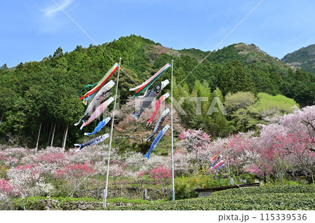 四国仁淀川久喜のこいのぼり 四国仁淀川久喜のこいのぼり 115339536