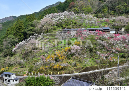 四国仁淀川上久喜の花桃 115339541
