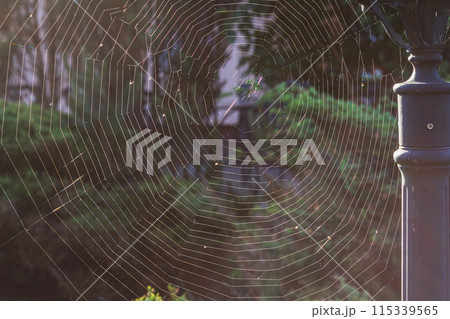 A large, almost perfect quality web is woven on a pole by a spider A large, almost perfect quality web is woven on a pole by a spider 115339565