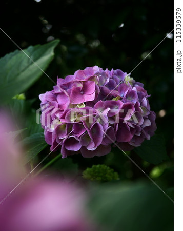 紫色の紫陽花 115339579