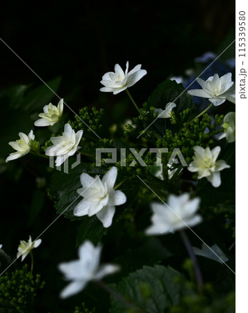 白い額咲きの紫陽花 115339580