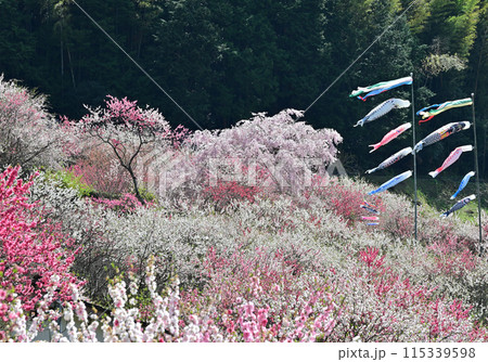 四国仁淀川の花桃 115339598
