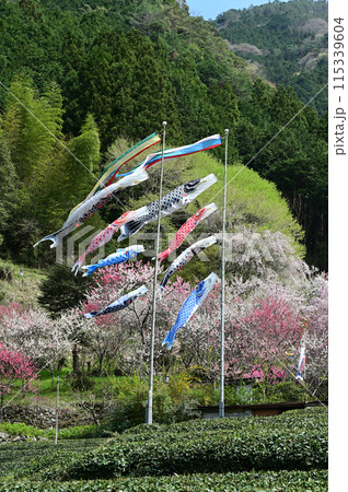 四国仁淀川の花桃 115339604