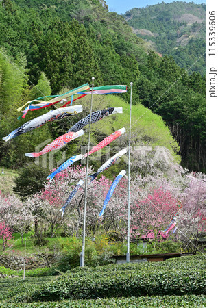 四国仁淀川の花桃 115339606