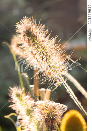 Sunlit Fuzzy Grass in the Morning Light at a Nature Reserve is a beautiful sight to behold 115339619