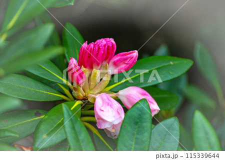屋久島世界自然遺産　ヤクシマシャクナゲ(6月) 115339644