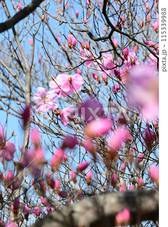 四国愛媛県四国中央市「豊受山」のアケボノツツジ 四国愛媛県四国中央市「豊受山」のアケボノツツジ 115339988