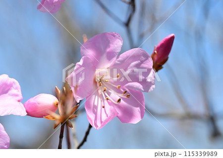 四国愛媛県四国中央市「豊受山」のアケボノツツジ 115339989