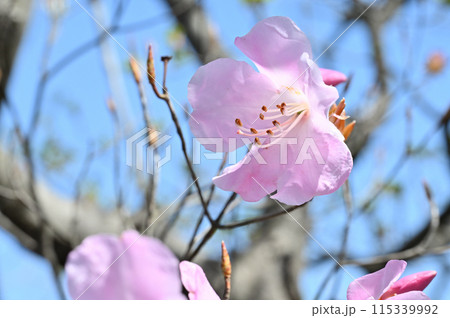 四国愛媛県四国中央市「豊受山」のアケボノツツジ 115339992