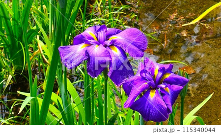 花しょうぶ 115340044