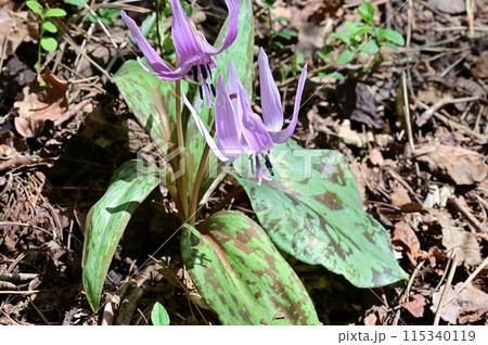 四国愛媛県四国中央市の豊受山にあるカタクリの花 四国愛媛県四国中央市の豊受山にあるカタクリの花 115340119