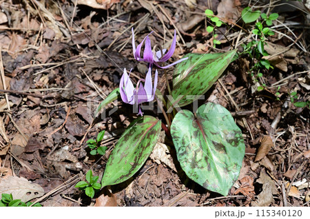 四国愛媛県四国中央市の豊受山にあるカタクリの花 四国愛媛県四国中央市の豊受山にあるカタクリの花 115340120