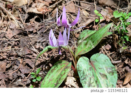 四国愛媛県四国中央市の豊受山にあるカタクリの花 115340121